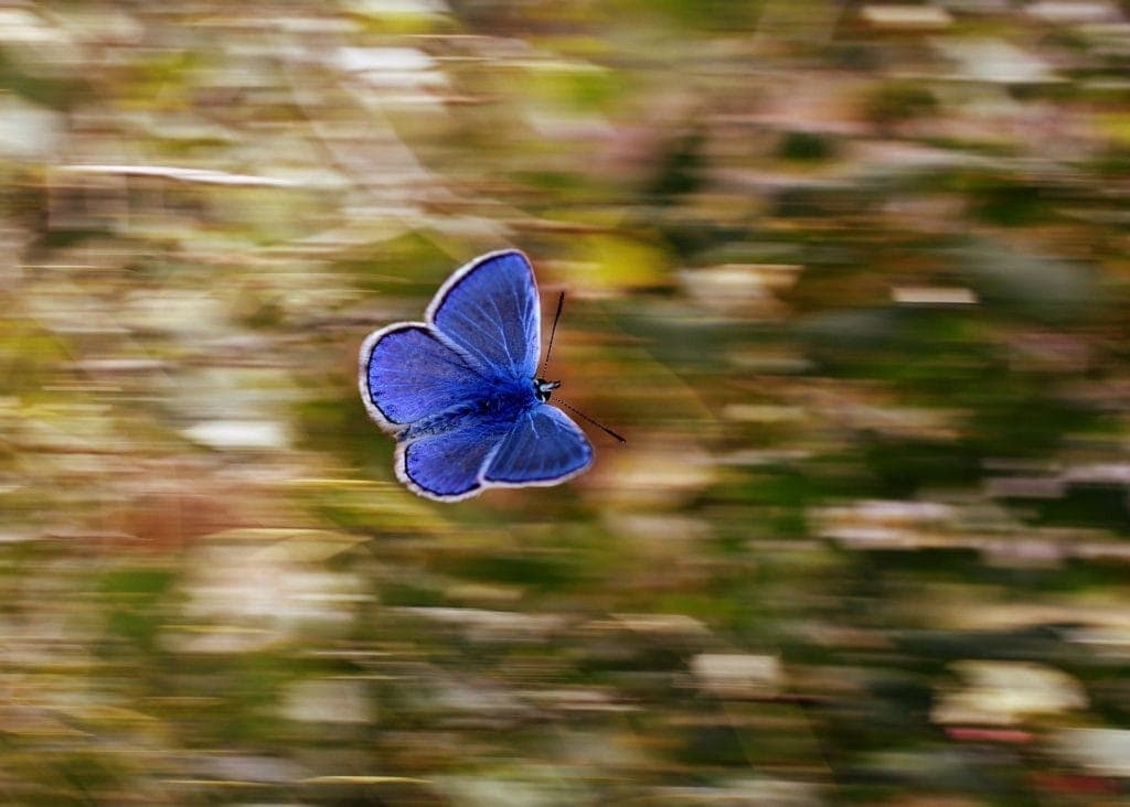 a blue butterfly flying against a blurred background, A Butterfly Alights meditation script for kids, kids mindfulness, meditations for kids, how to teach kids to relax, guided meditations for kids, guided imagery script