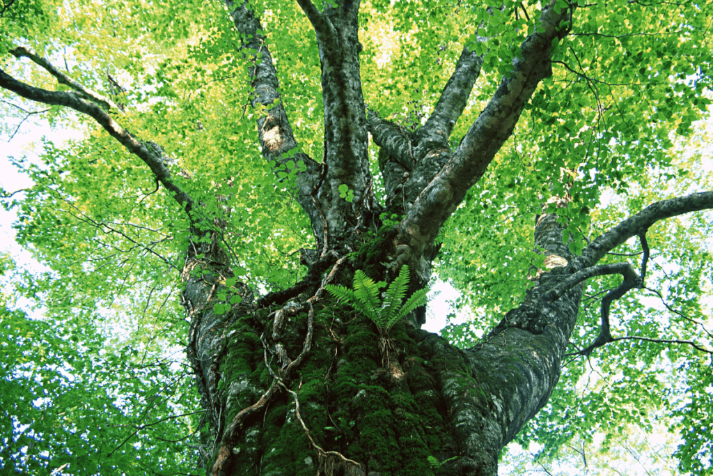 thick trunk tree with bright green leaves, A Life-Giving Rainforest mindfulness meditation script for kids, guided relaxations for meditation