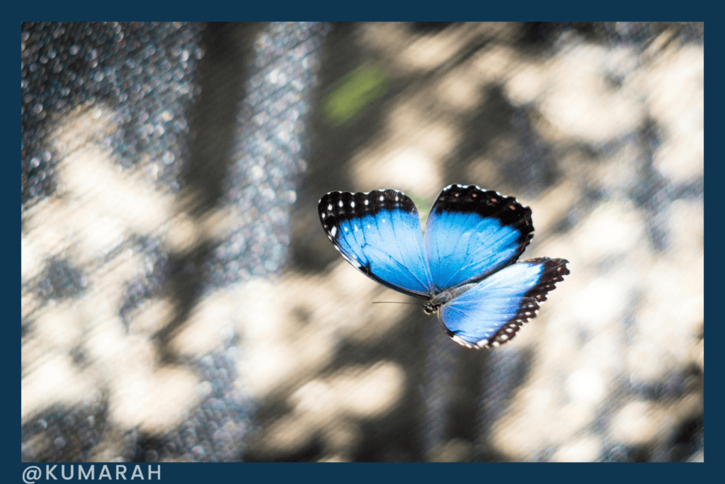 a butterfly alights