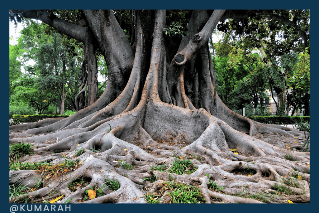 a large jungle tree with intertwining roots